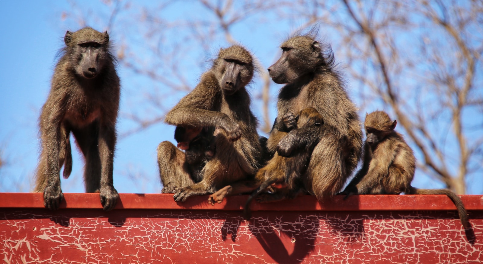 Stowaway Baboons peeking from cargo hold on a ship at sea